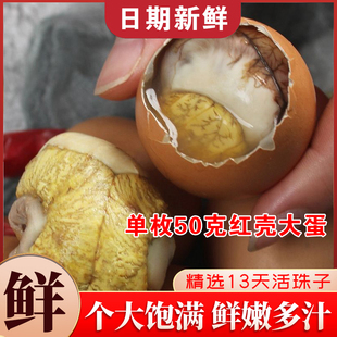 新鲜13天活珠子50克红壳大蛋鸡胚蛋五香香辣味凤凰钢化蛋非毛鸡蛋