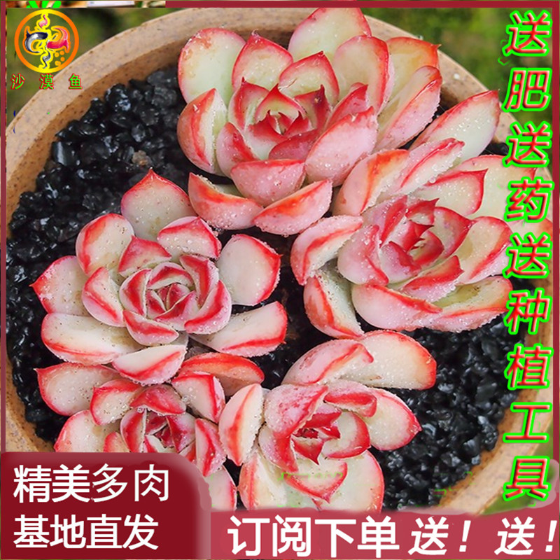 植物猎户座价格 植物猎户座图片 星期三
