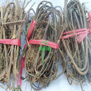 丽水龙泉特产牛奶藤