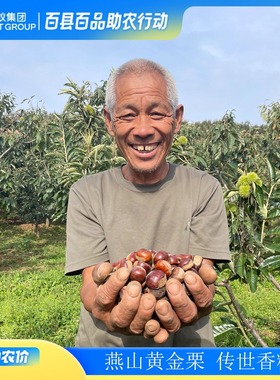 25年丰收节河北青龙3113生鲜板栗燕山油栗秦皇岛农家老树甘补迁承