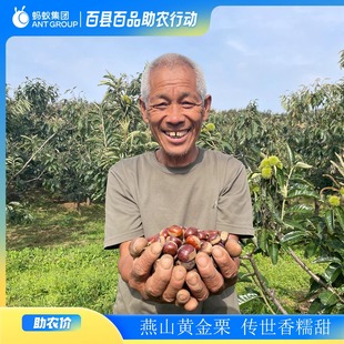 25年丰收节河北青龙3113生鲜板栗燕山油栗秦皇岛农家老树甘补迁承