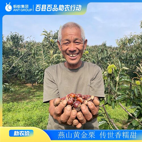 河北青龙生鲜板栗燕山山脉特产