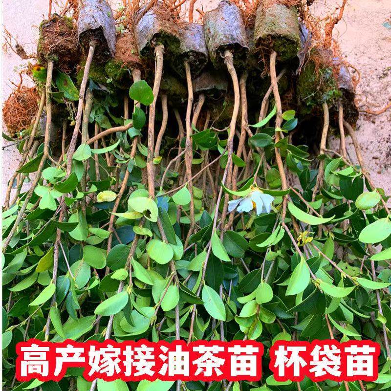 江西高产嫁接油茶苗中大油茶树苗杂交白花红皮大果轻机制杯苗,鲜花速递/花卉仿真/绿植园艺,行道树/乔木,淘宝优惠券,粉丝福利购,淘宝优惠卷