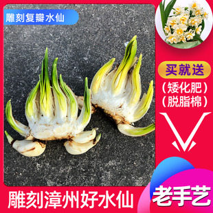已雕刻好漳州水仙花种球带花苞水培养植物室内花卉盆栽蟹爪水仙头