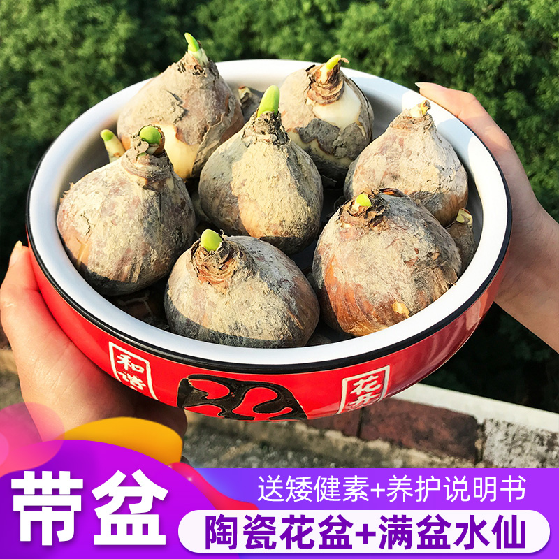 漳州水仙花种球含盆水仙花水培花卉植物室内花种子水养秋冬季盆栽