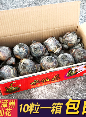 漳州水仙花种球水培室内植物盆栽种子花卉绿植水养四季好养易活冬