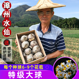正宗漳州水仙花种球特级大球冬季室内水培植物水养花卉盆栽种子头
