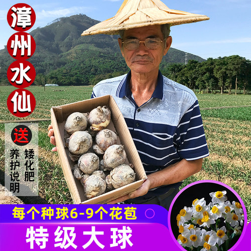 正宗漳州水仙花种球特级大球多花