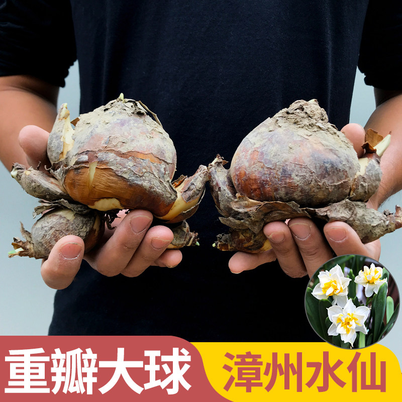 【重瓣大球】漳州水仙花种球精选特级复瓣水培水养室内植物花盆栽