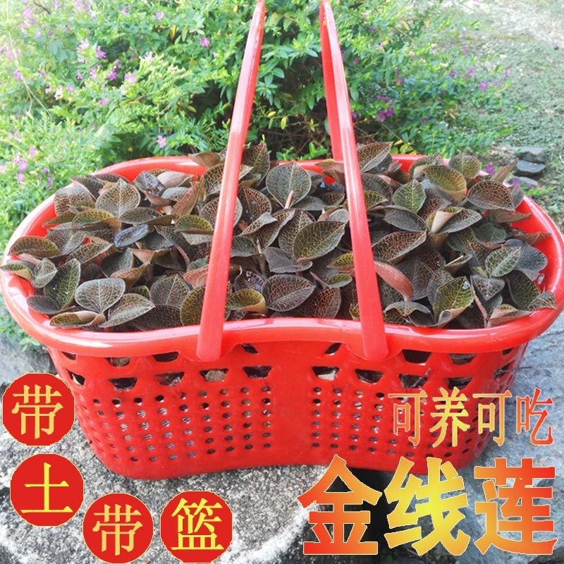 金线莲花篮装成品种苗壮鲜品仿野林下种植鲜品5-7个月边养边吃