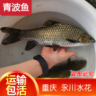 重庆清波鱼苗 淡水养殖食用正宗青波中华倒刺鲃 本地淡水