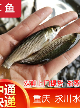草鱼鱼苗 小草鱼淡水养殖鲩鱼批发大草鱼苗