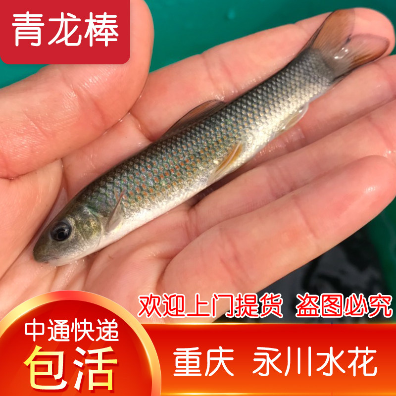 青龙棒鱼苗  华鲮鱼苗 华鲮鱼活体 淡水鱼 可观赏鱼可食用