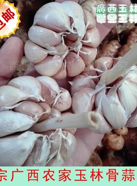 广西紫皮骨蒜农家自产大蒜蒜头红皮绿色无污染蒜头干蒜2斤装包邮