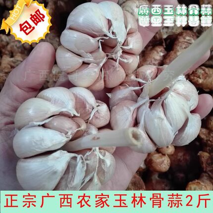 广西紫皮骨蒜农家自产大蒜蒜头红皮绿色无污染蒜头干蒜2斤装包邮