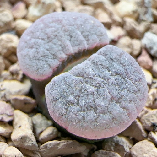 421 粉绒 大翻窗 1.5cm