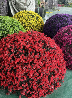 户外绿植井盖遮挡装饰品绿植球仿