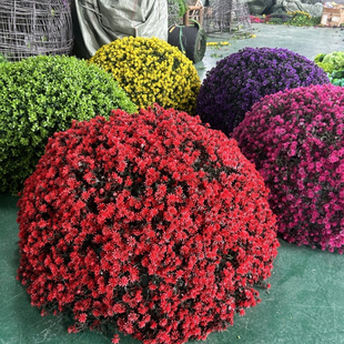 户外绿植井盖遮挡装饰品绿植球仿真绿植佛家草草球装饰米兰草球