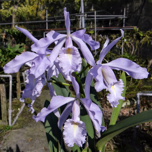 卡特原卡皇家蓝马C. maxima coerulea 'Hector' x self 赫克托