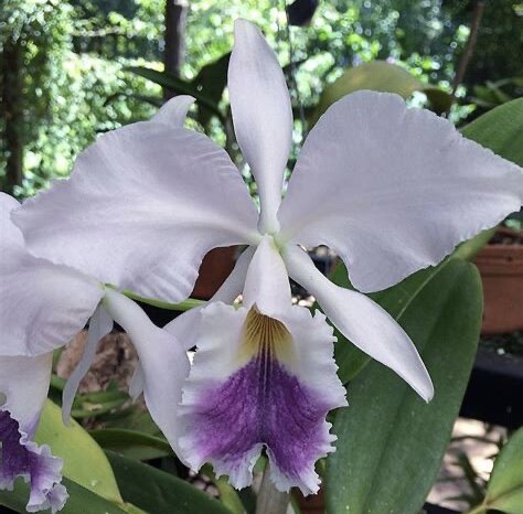 卡特兰蓝色瓦捏里C. warneri coerulea  x sib实生苗室内洋兰花卉