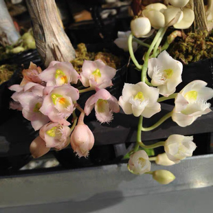 妖精兰克劳威西亚室内办公室洋兰绿植室内外花卉洋兰