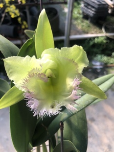 卡特兰绿毛猪经典纯绿大花洋兰耐看室内外绿植花卉原盆原土对版