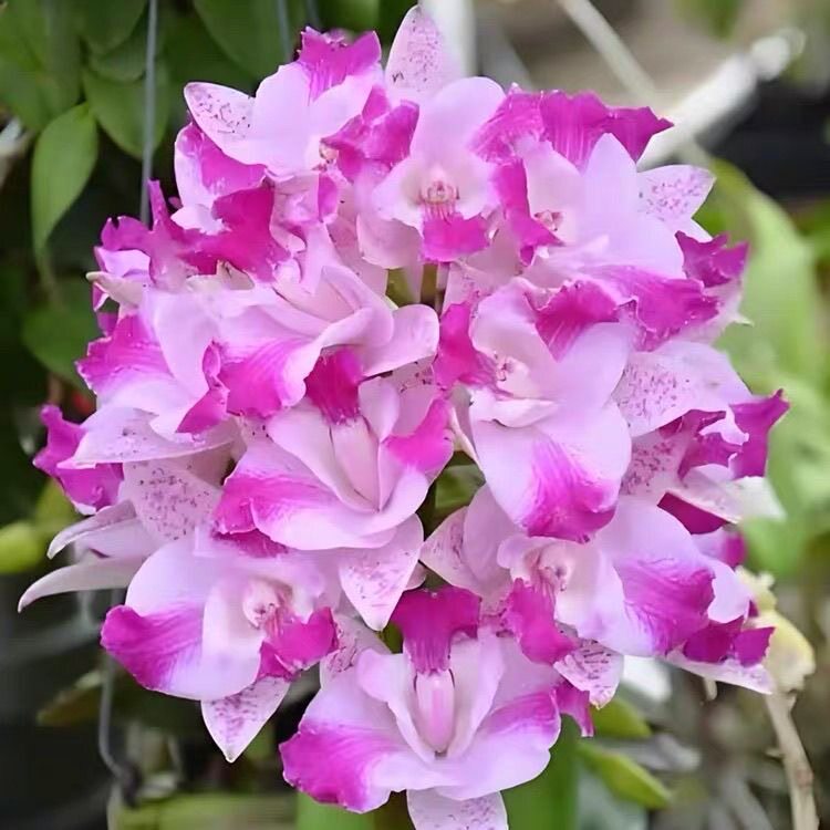 卡特兰 C.Monte Elegante'Sinpu-新埔室办公室花卉 盆栽绿植洋兰图片