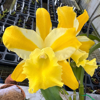 卡特兰华阳黄金Rlc. Hua Young Gold黄插角卡特中多花室内洋兰花