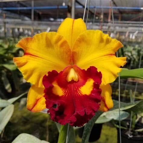 卡特兰确定花色Rlc. Liu's Joyance 'Panther'金钱豹室内办公洋兰图片