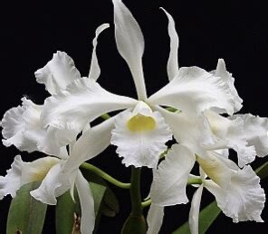 卡特兰原卡C L.purpurata var. xsib白婆婆室内办公室花卉洋兰花