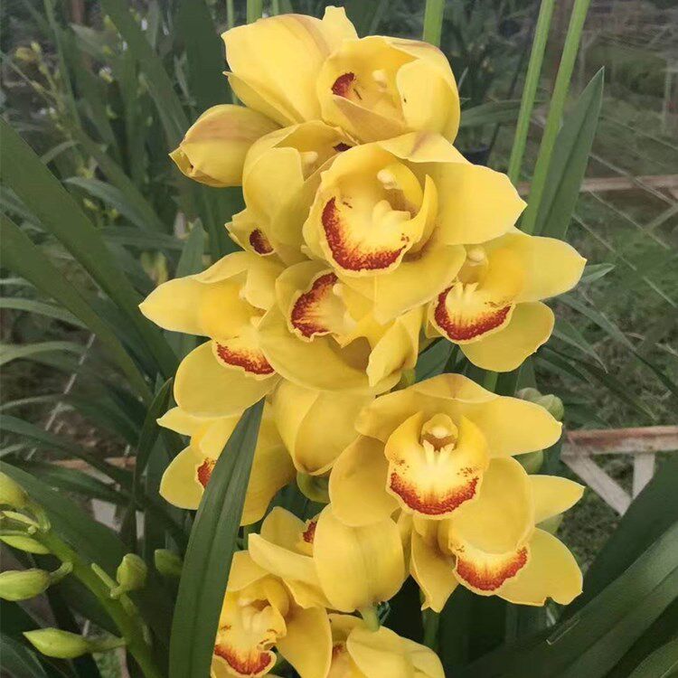 大花蕙兰惠兰黄金岁月原盆连体办公室绿植室内室外庭院洋兰原土