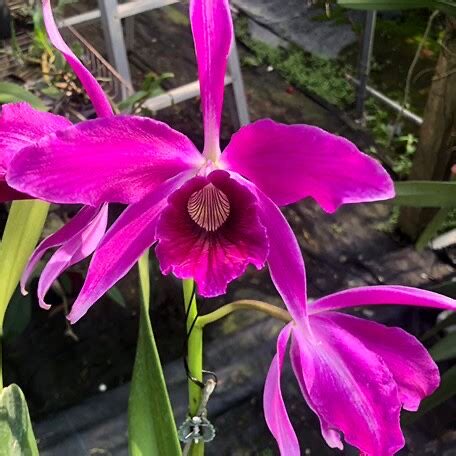 卡特兰原卡牛血红 C. purpurata f. sanguinea rubra 洋兰花卉