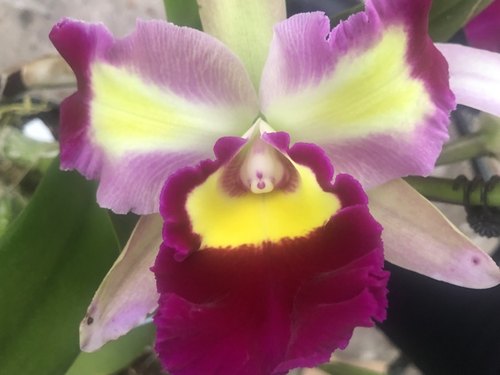 卡特兰洋兰玉娇龙原盆带花苞花卉绿植室内外盆栽新品好养紫色