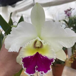 卡特兰千娇白色经典洋兰室内外绿植花卉好养耐看