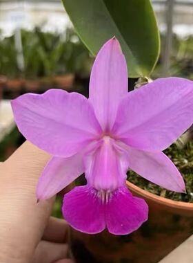 卡特兰原卡红色走路人 C. walkeriana 'Gutian Red '室内办公室