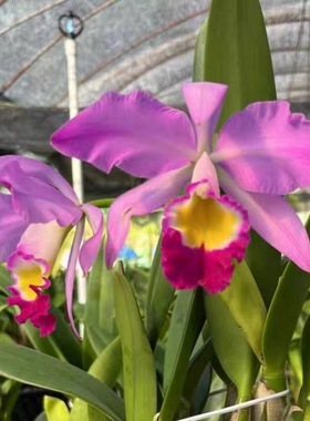 卡特兰洋兰红爱多 C. eldorado