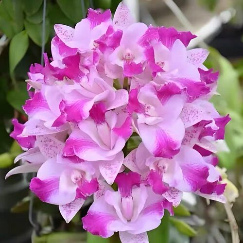 卡特兰 C.Monte Elegante'Sinpu-新埔室办公室花卉 盆栽绿植洋兰