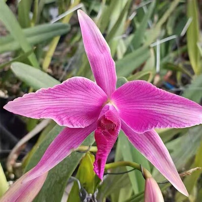 卡特兰C.purpurata var striata线条婆婆室内办公室 花卉绿植洋兰