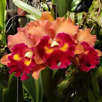 卡特兰RIc. Focus Taiwan 'Persimmon'柿子大花 室内办公室洋兰