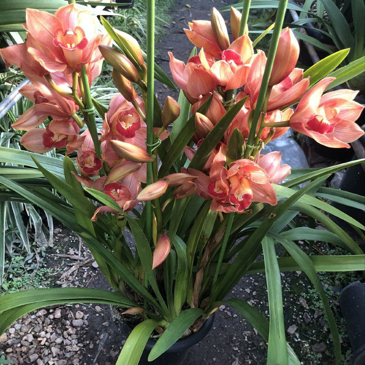 橘色大花蕙兰带香味好养花期长年宵花兰花绿植带花苞带花箭