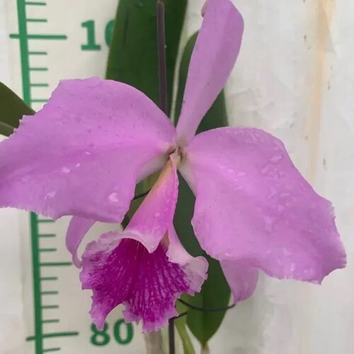 卡特兰原卡深粉拉比C. labiata fma. rubra × sib实生苗室内洋兰