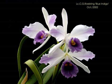 卡特兰英帝哥 C. C.G. Roebling 'Blue Indigo'盆栽花卉浓香四季