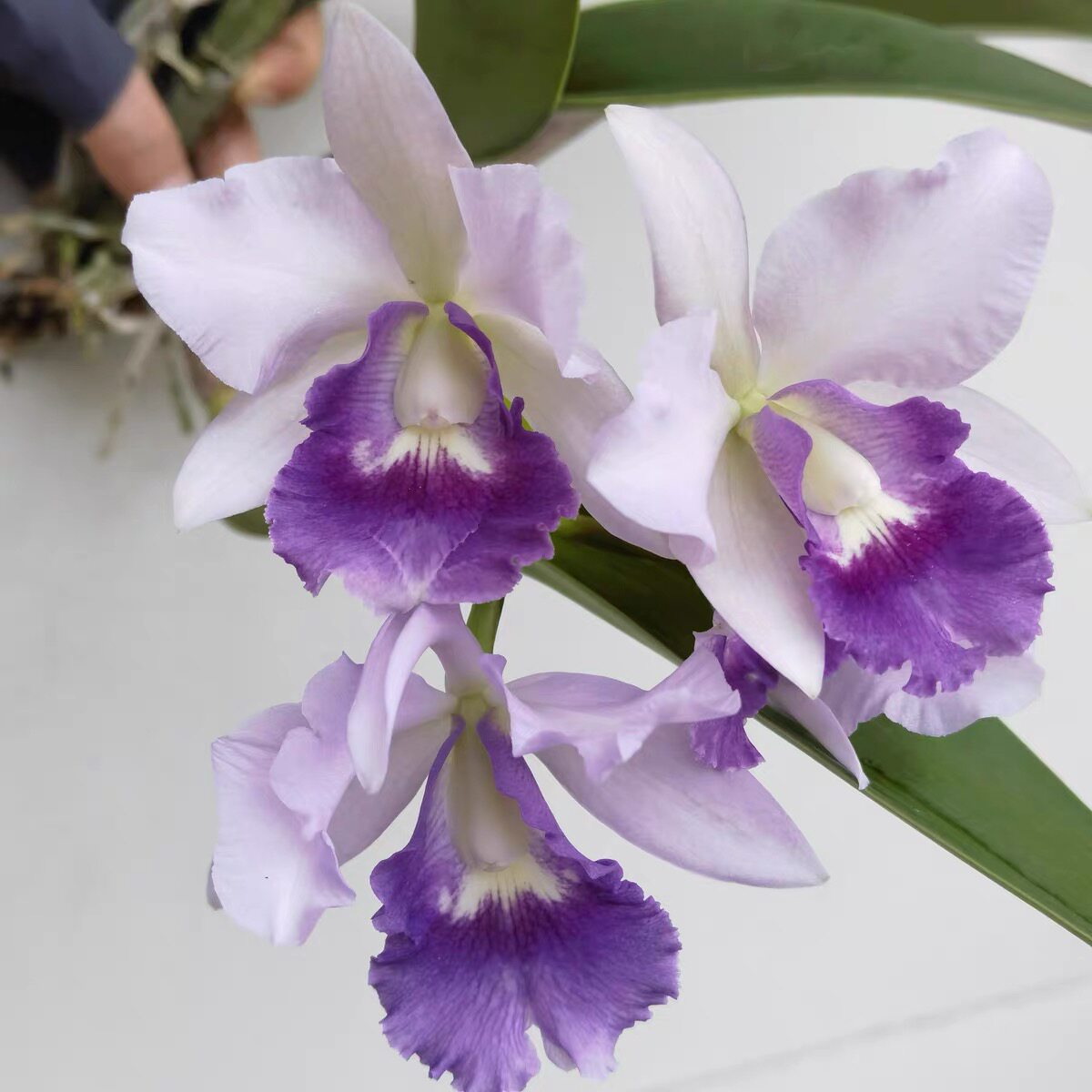 卡特兰皇家紫蓝袍中多花洋兰带花苞今年开花苗室内外绿植花卉绿植