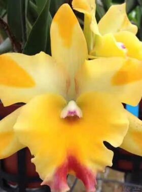 卡特兰RIc. Nell Hammer 泰国黄插角开花苗中多花 室内办公