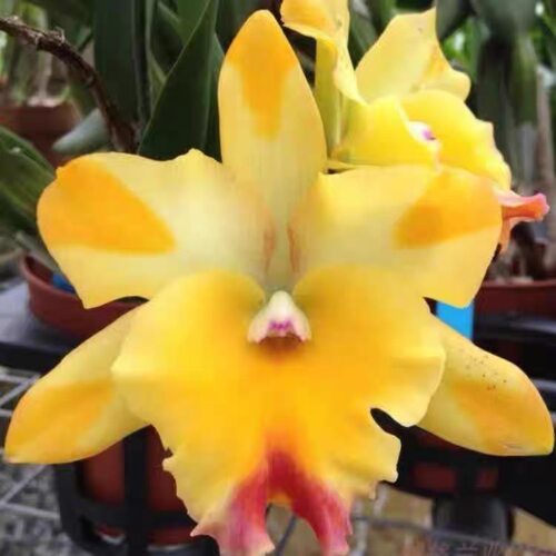 卡特兰RIc. Nell Hammer 泰国黄插角开花苗中多花 室内办公