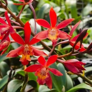 树兰红桔原盆原土今年开花苗带花苞盆栽绿植花卉