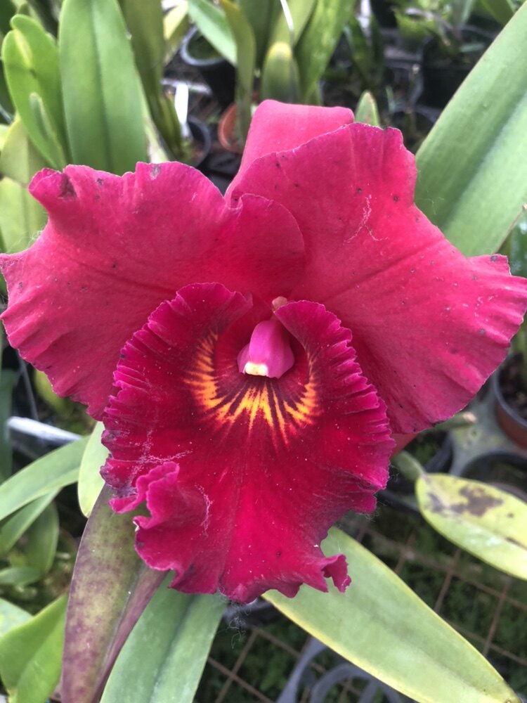 石斛兰卡特兰春石斛文心兰跳舞兰带花苞绿植花卉浓香型丽江舞者