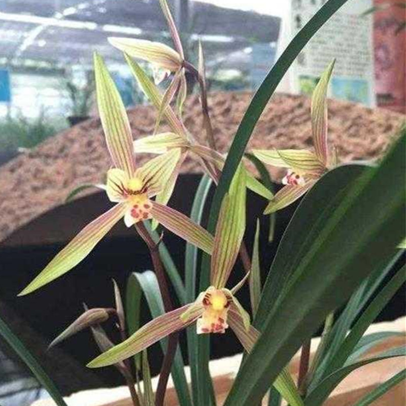 名贵兰花苗春剑春晖带花苞阳台室内好养客厅美观花卉盆栽植物包邮