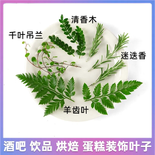 夏季酒吧鸡尾酒装饰清香木叶子烘焙蛋糕甜品调酒西餐摆盘装饰花草