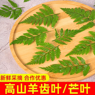 新鲜高山羊齿叶芒叶酒店餐饮日料刺身冷菜西餐摆盘装饰花草杨子叶